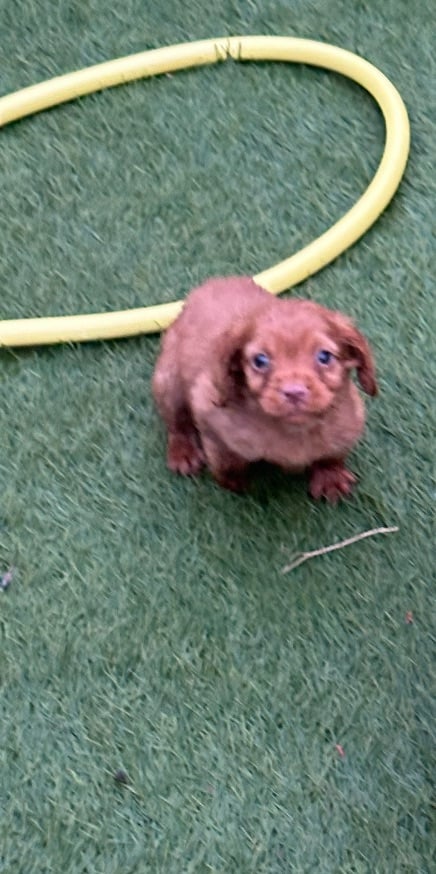 Stunning little red cocker spaniel male £800