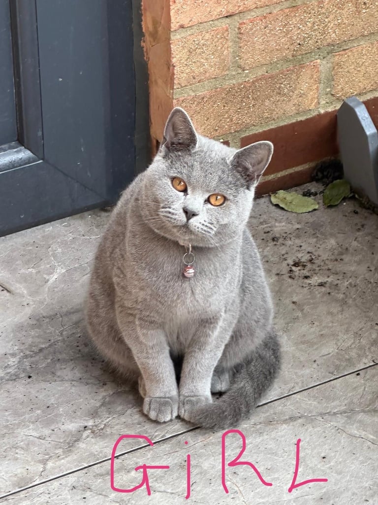 British Shorthair 