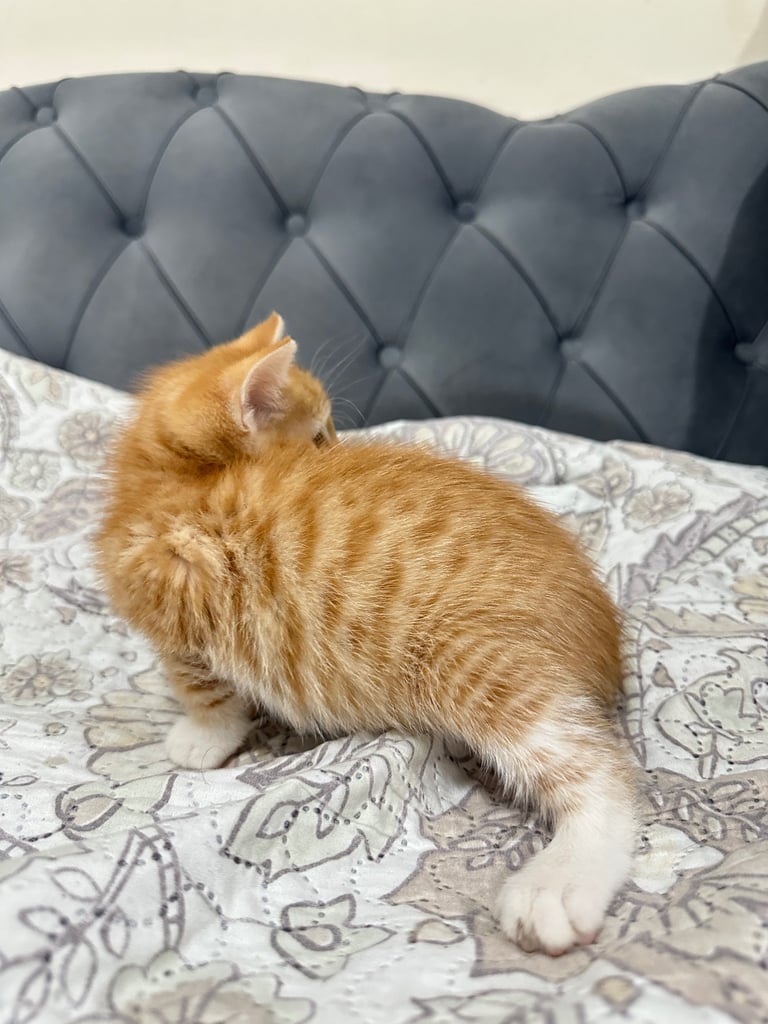 4 Beautiful Playful Kittens – Short Hair & Fluffy Persian Mixes