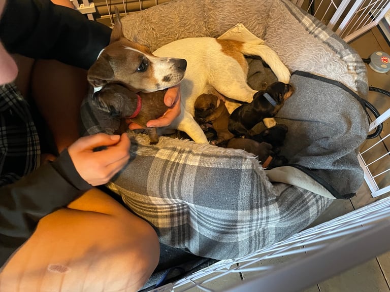 One week old puppies