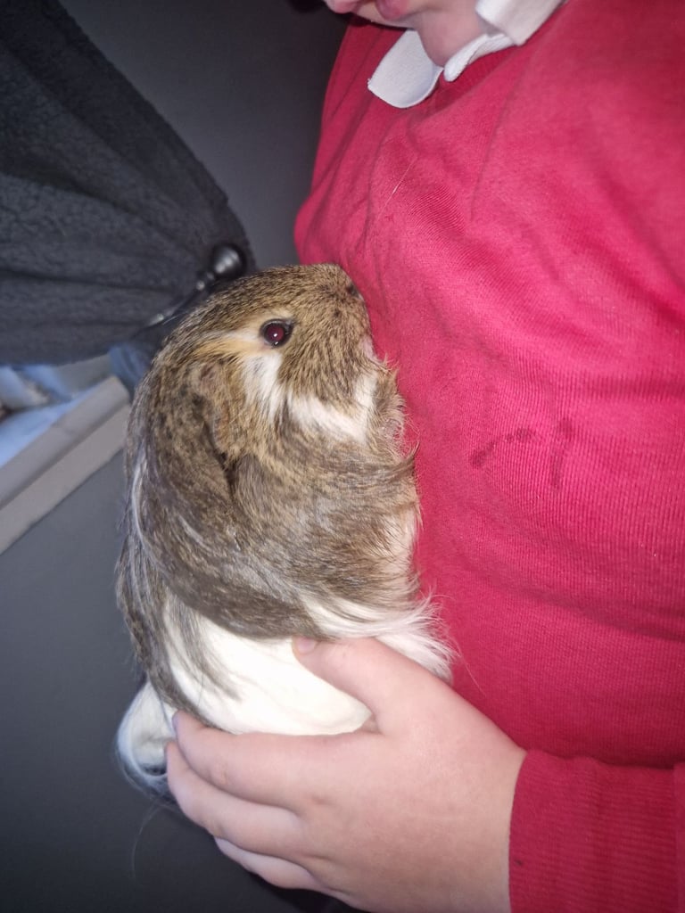 2 male guinnea pigs