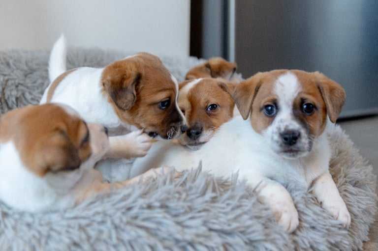 Jack Russell puppies