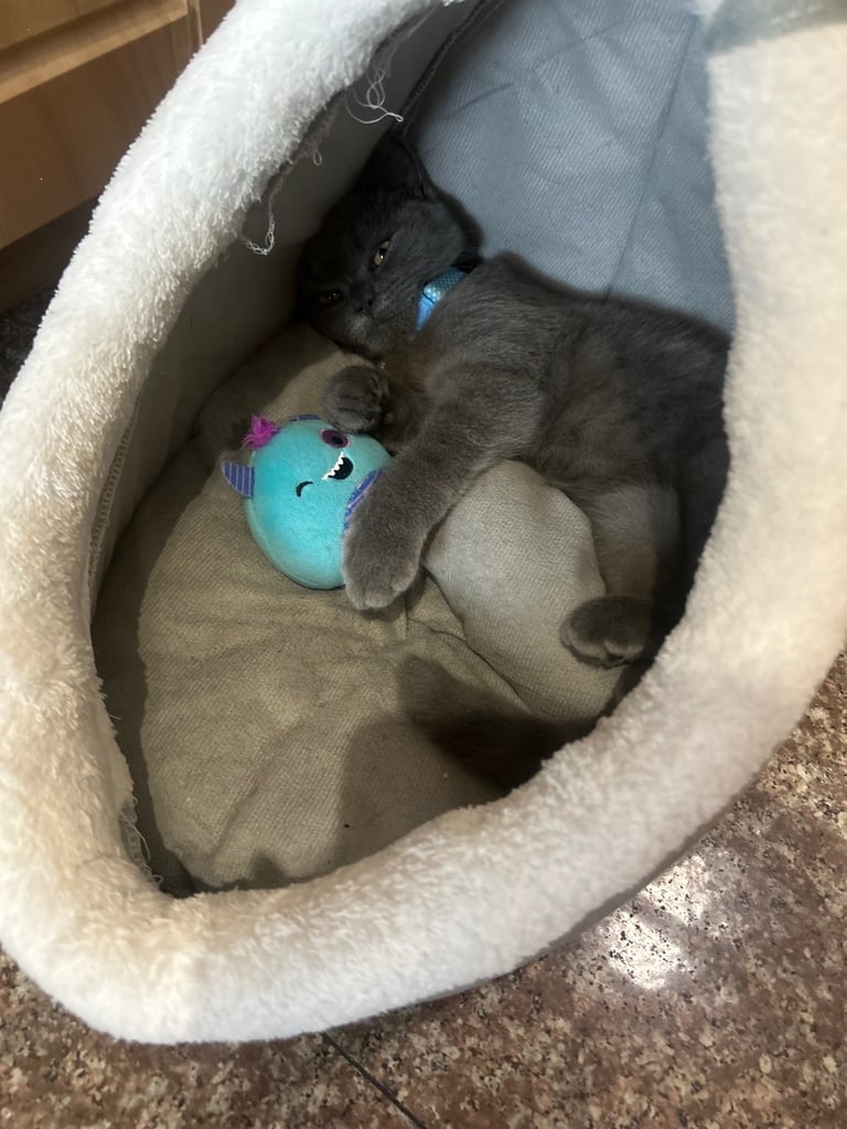 British Short Hair Beautiful grey kitten 