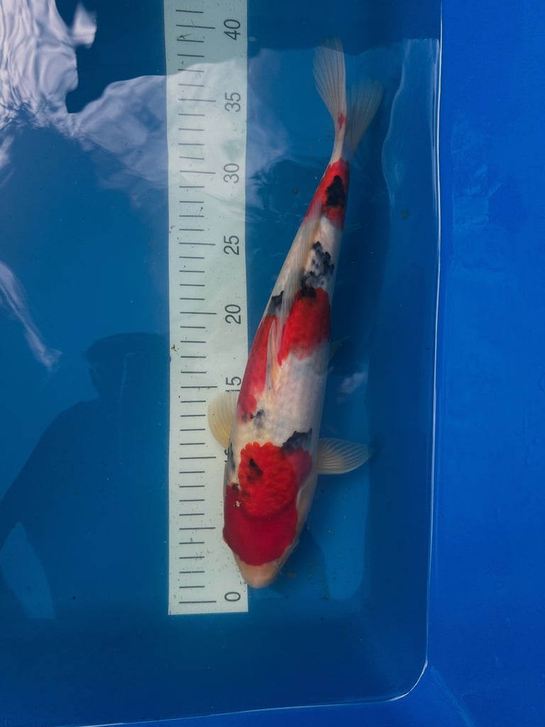 koi fish sale