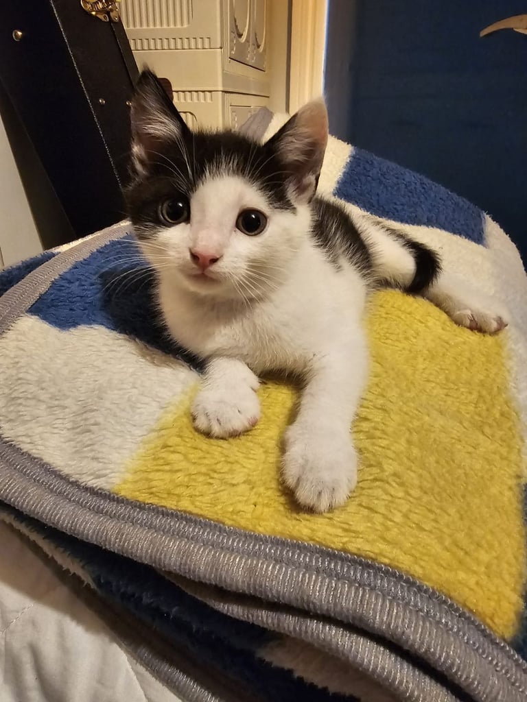 🐾 Adorable 3 male Kittens Ready for Their Forever Homes! 🐾