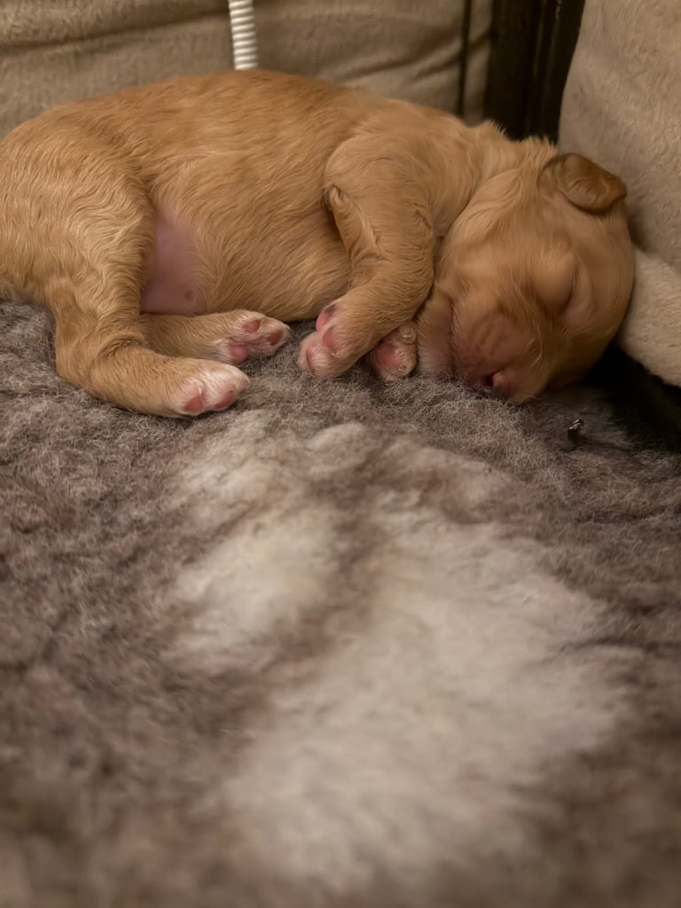 Cockapoo 