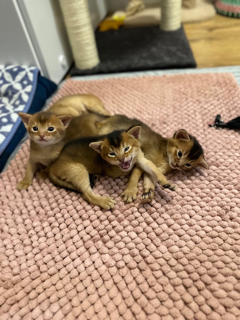 Pedigree Abyssinian kittens 