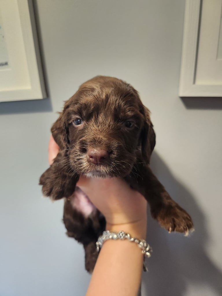 Cocker Spaniel Puppies🐕 Ready to leave December 1st🐕🎄💙💖