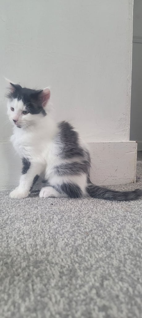 3 kittens 
