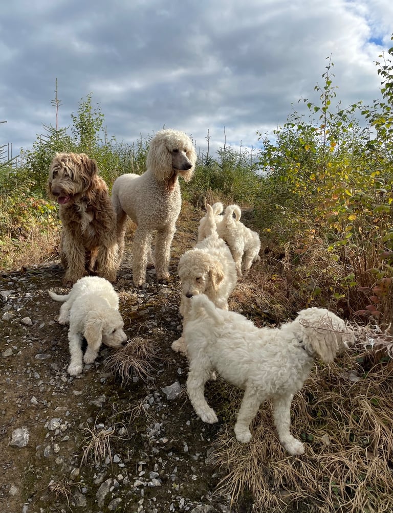 Standard poodle - update - last girl and 3 boys 