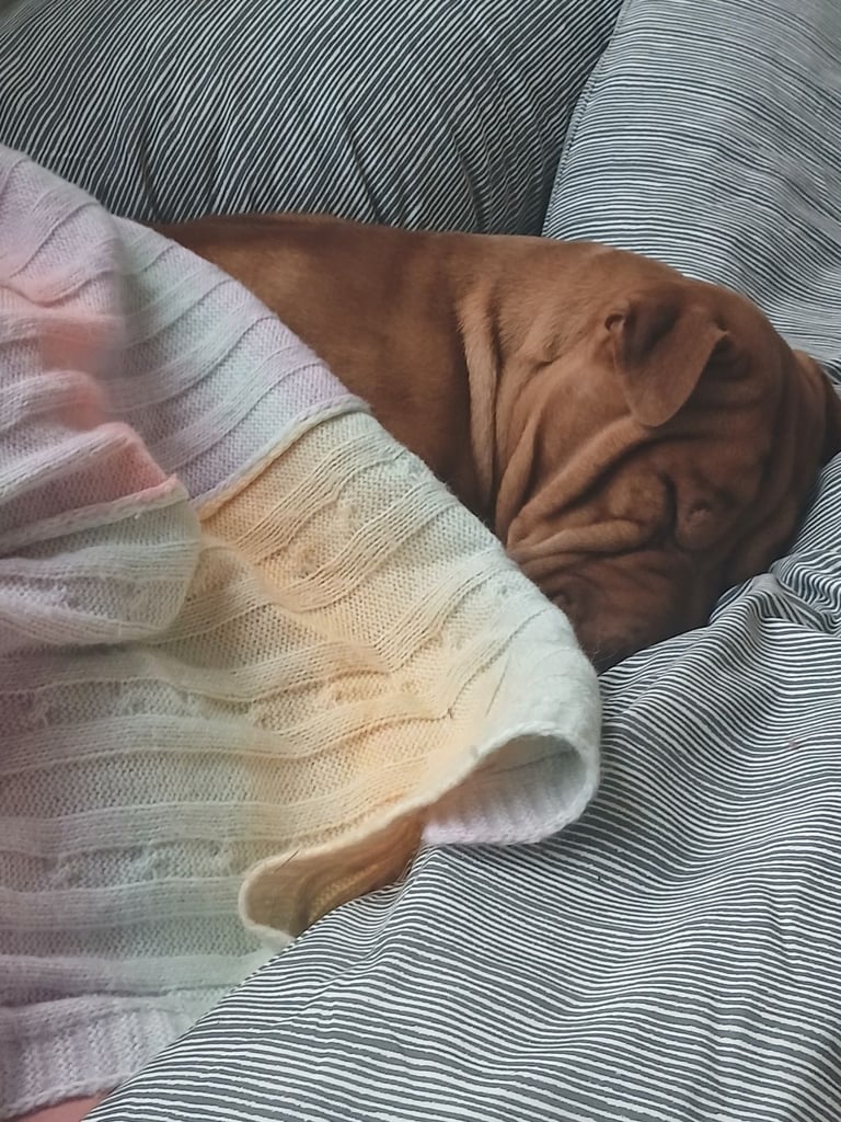 Chinese shar pei 