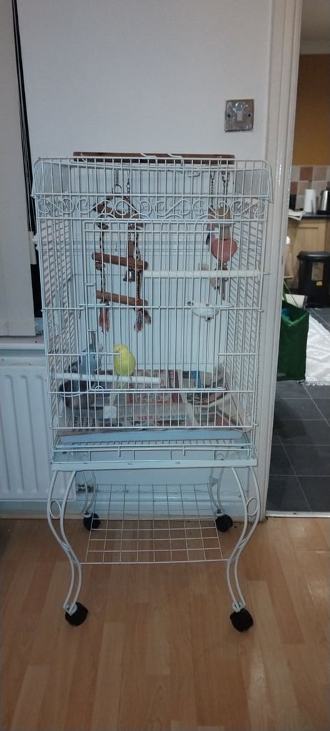Budgies cage and finch