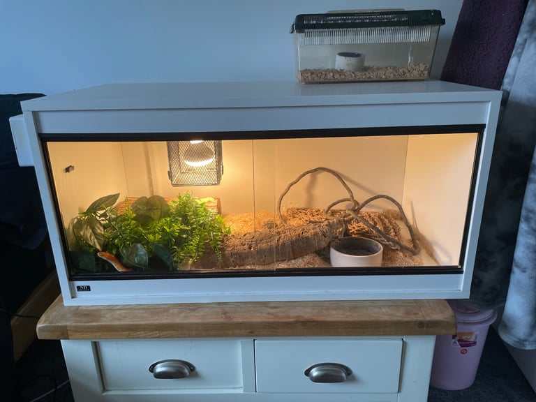 Corn snake + full setup 