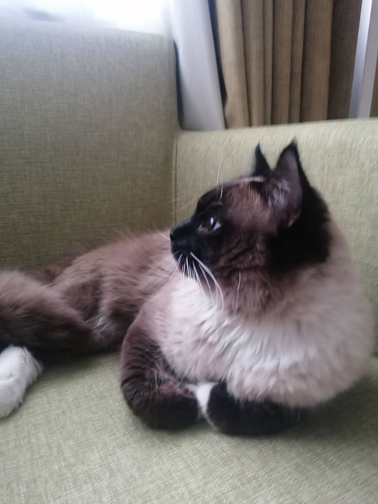 Male Ragdoll cat