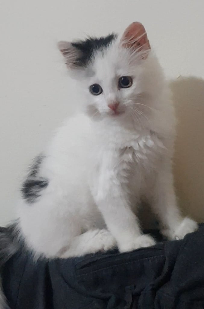 Rare turkish van kitten male kitten
