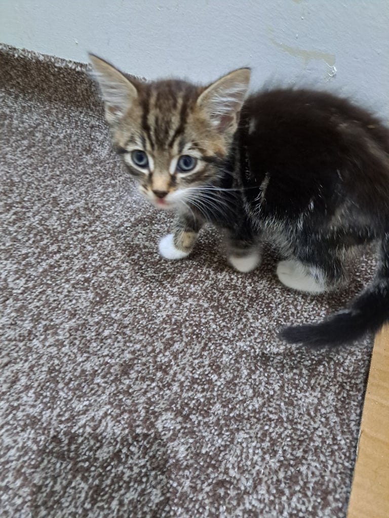7 weeks old male kitten potty trained treated for worms and fleas