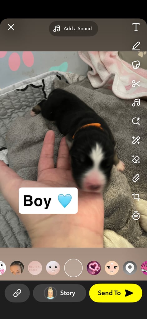 Borsky puppies !! SOLD SOLD !!
