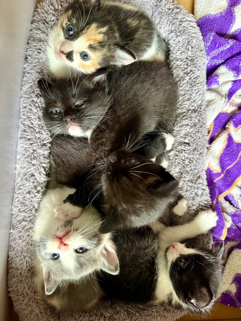 Last boy remaining - ragdoll cross kittens for sale 