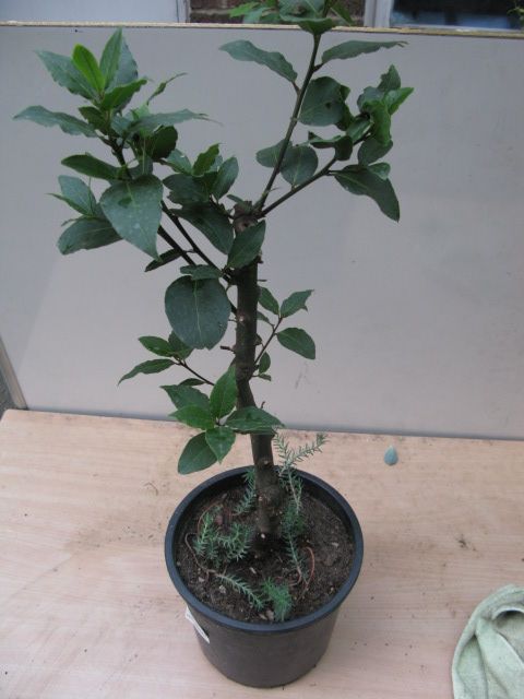 image for Laurus Nobilis plant