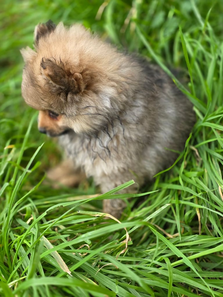 image for Pomeranian