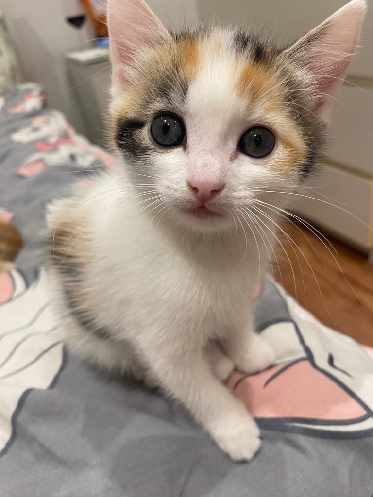 adorable kittens for sale 