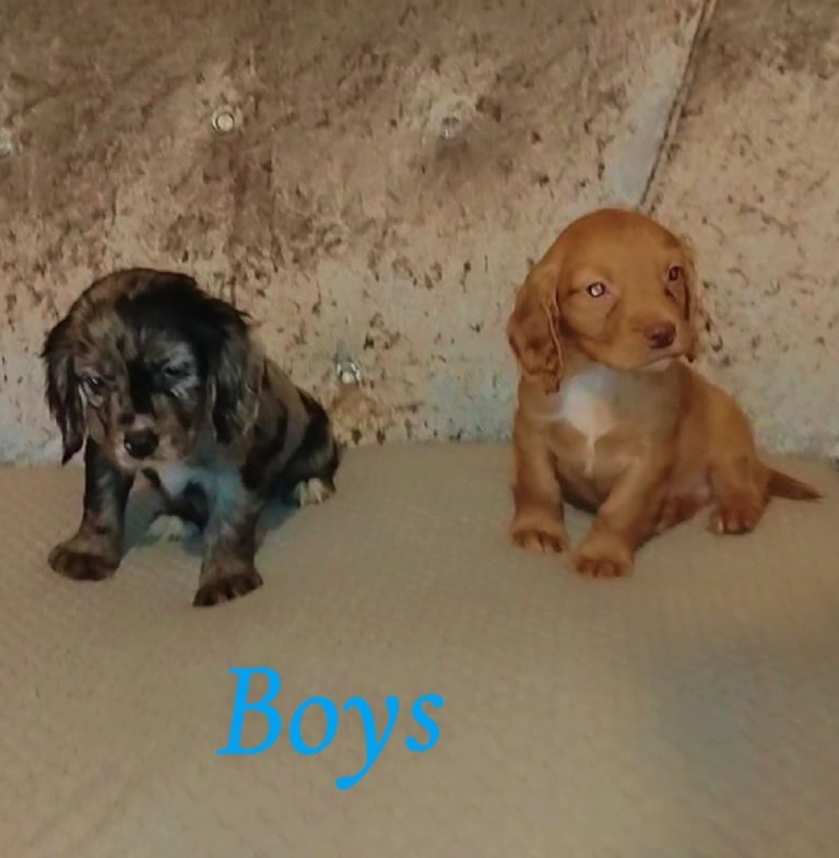 Cocker spaniel puppies 