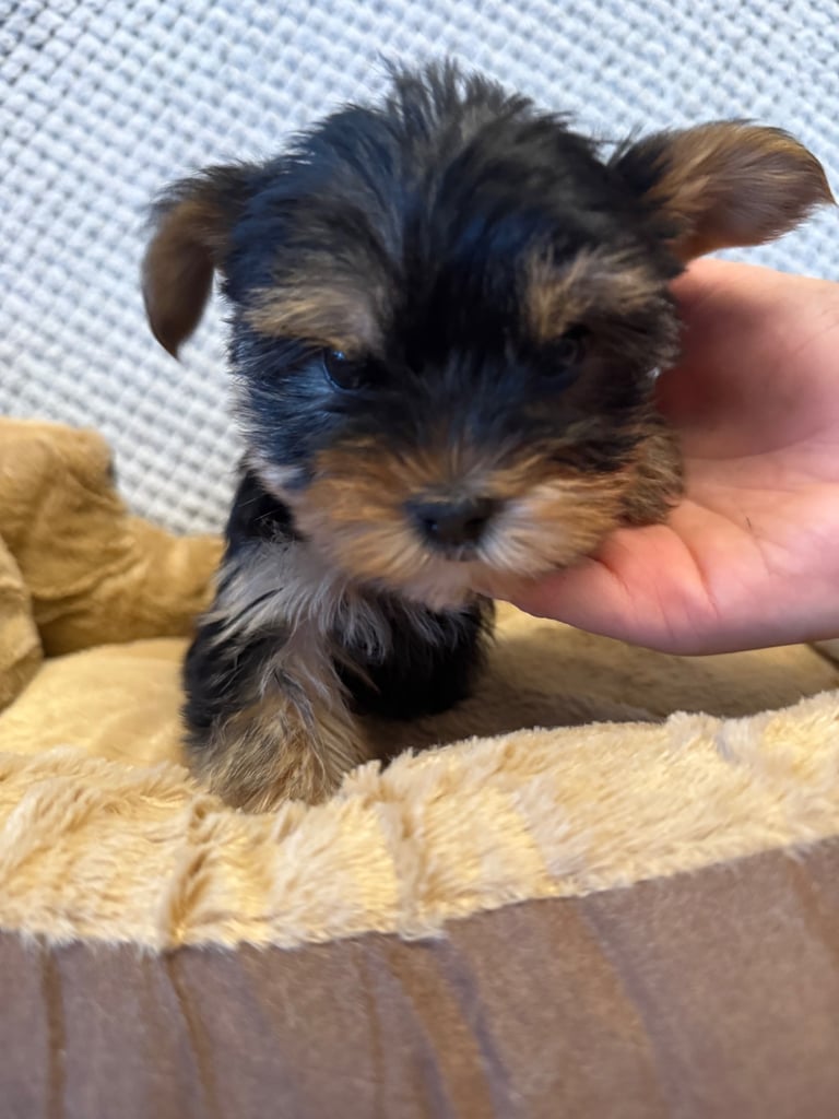 Stunning Yorkshire Terriers for sale