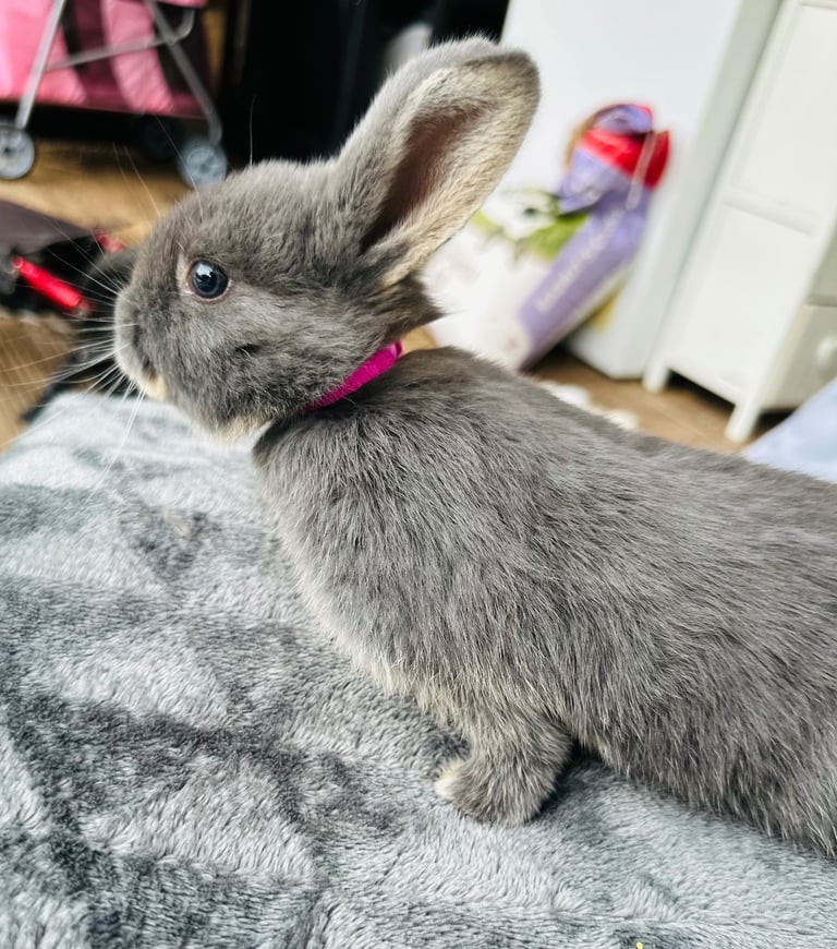 Rabbits for sale