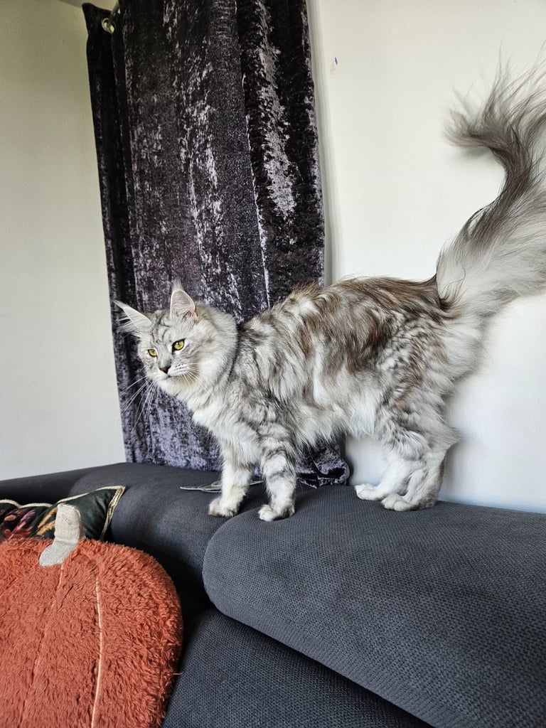 MaineCoon female 
