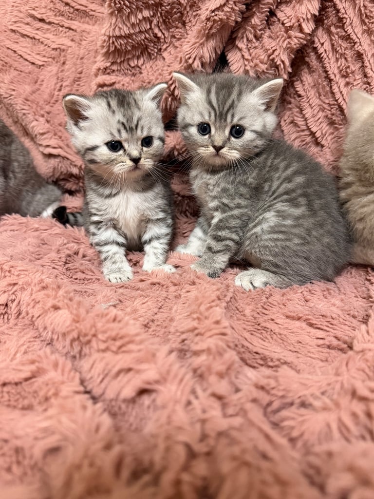 Beautiful Persian kittens. Last 3 to be Rehomed 