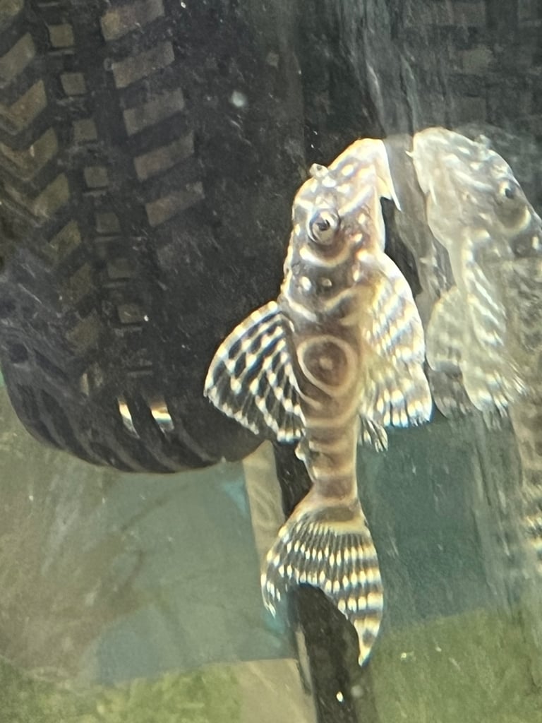 RARE L333 Gurupa Plecos. 2”3” plus. 