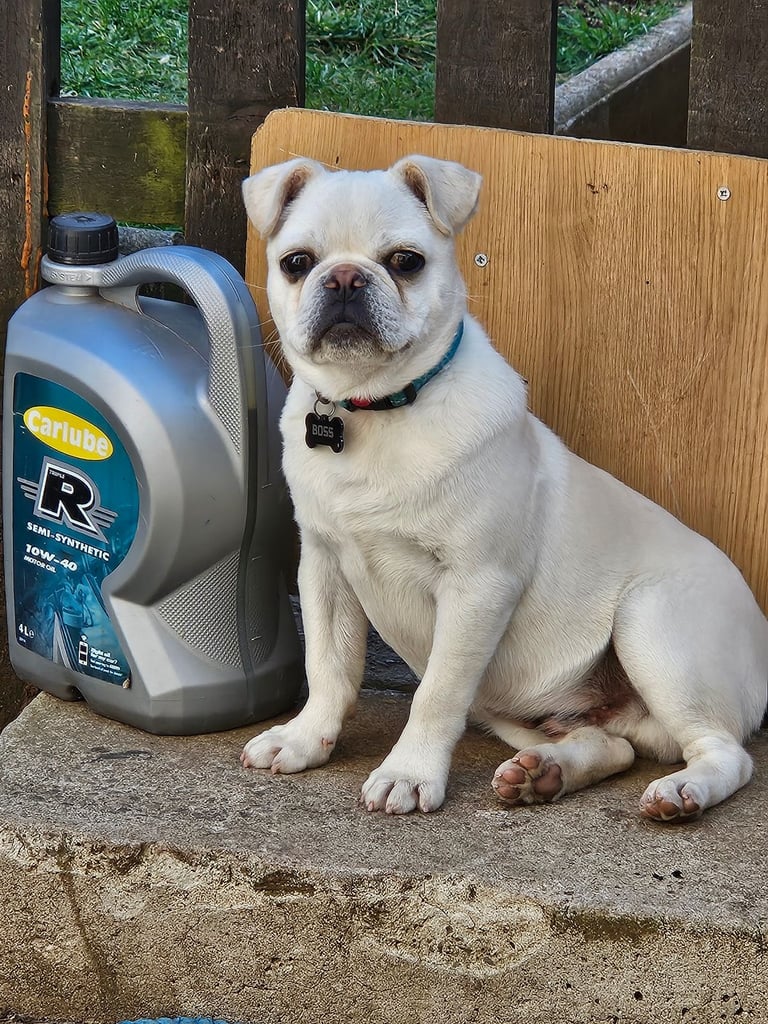 Male white Pug
