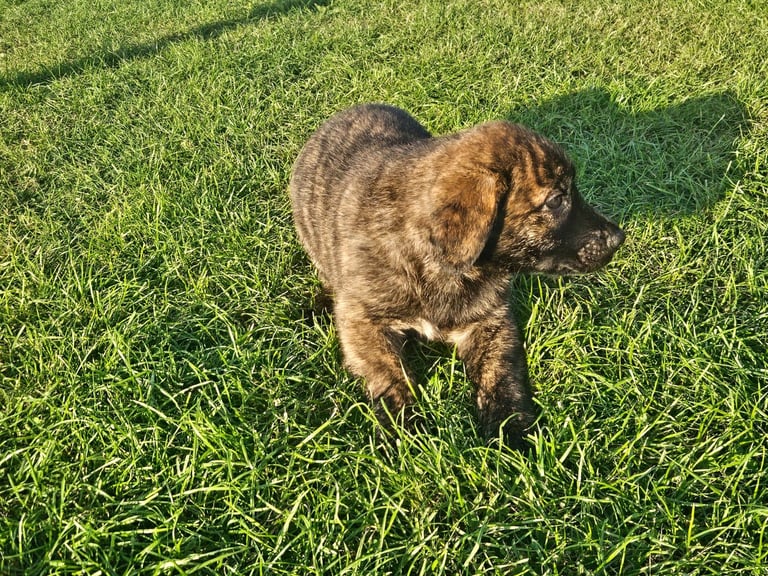 German Shepherd/Cane Corso 