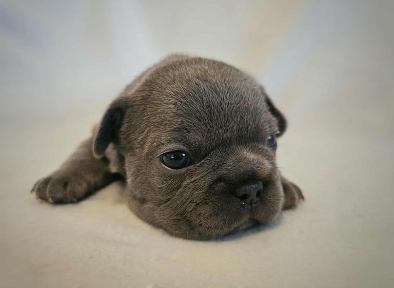 Generational Health tested French Bulldog Puppies (Only one boy and One Girl Left)