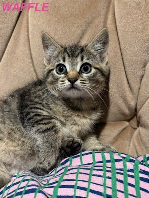 Kittens x1 Boy x2 Girls *1 GIRL LEFT*