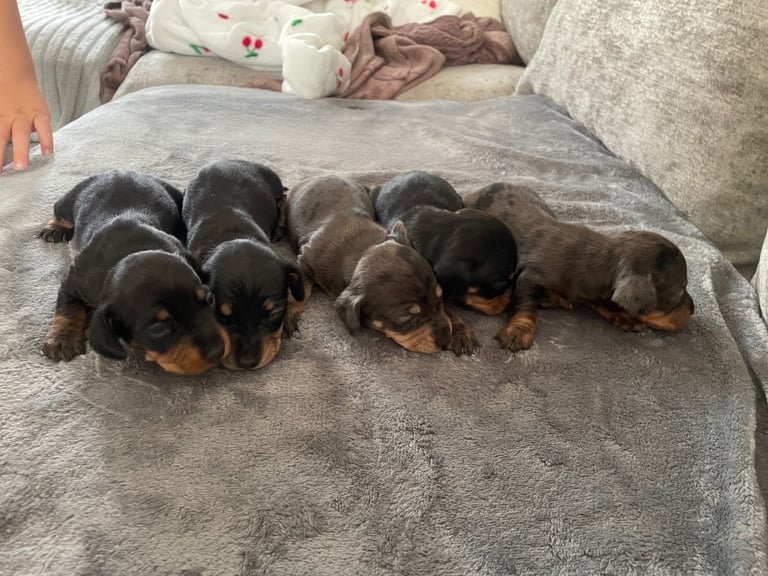 Full miniature dachshund puppies 