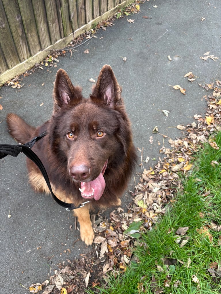 German Shepard puppies for sale 