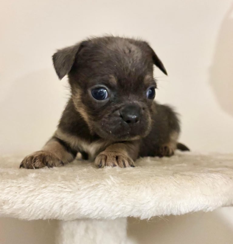  2 gorgeous puppies ready to leave 