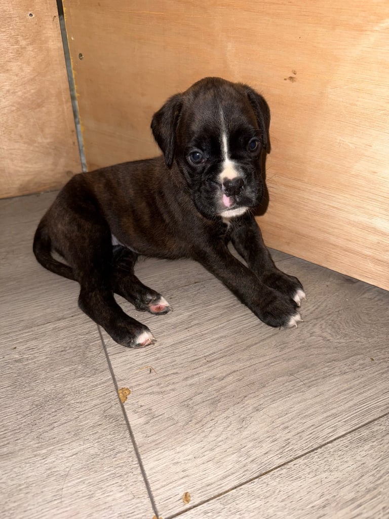 KC Boxer puppies - bobtail & longtail 🐶🩷💙