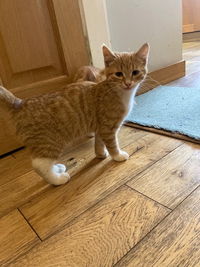 Kittens for Sale