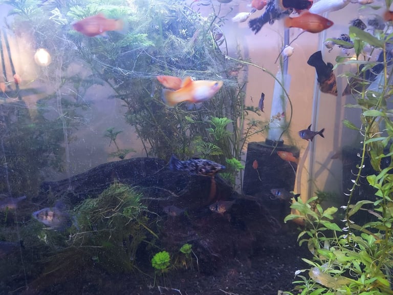  mix of tropical fish 60+