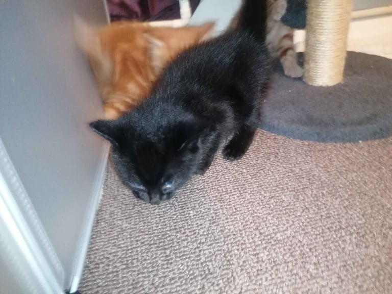 4 stunning kittens 