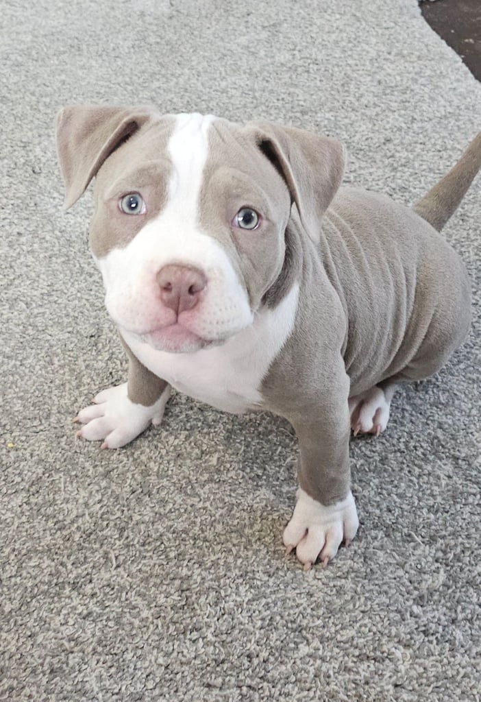 image for Pocket bullys READY TO LEAVE 1 BOY LEFT! REASONABLE OFFERS!  OLAF