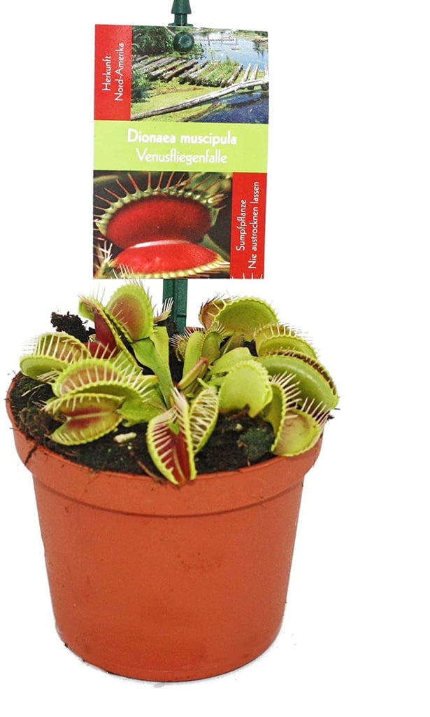Venus Flytrap Plant in 9cm pot
