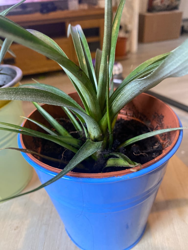 2 pineapple plants for £10