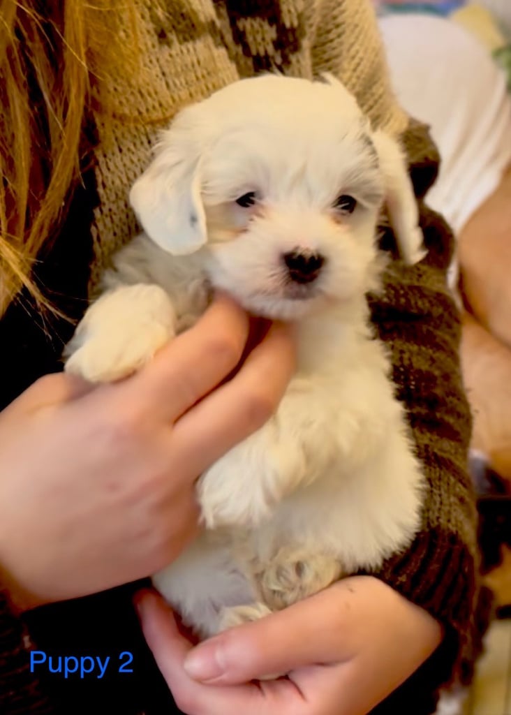 Exquisitely Cute Toy Teddy Maltipoo Puppies