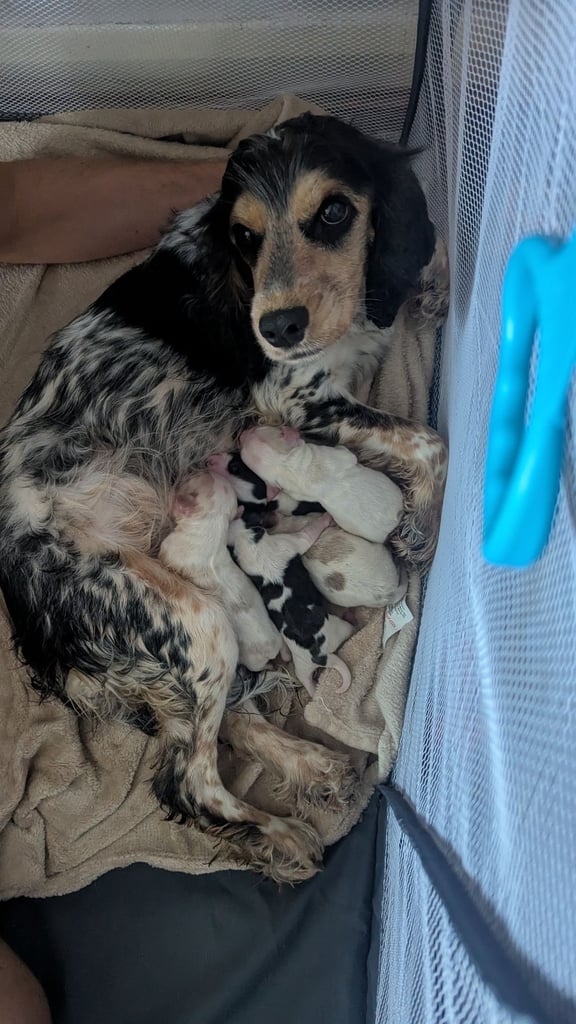 1 female sprocker puppy