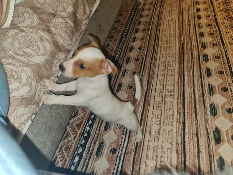 Miniture pomchi puppies 