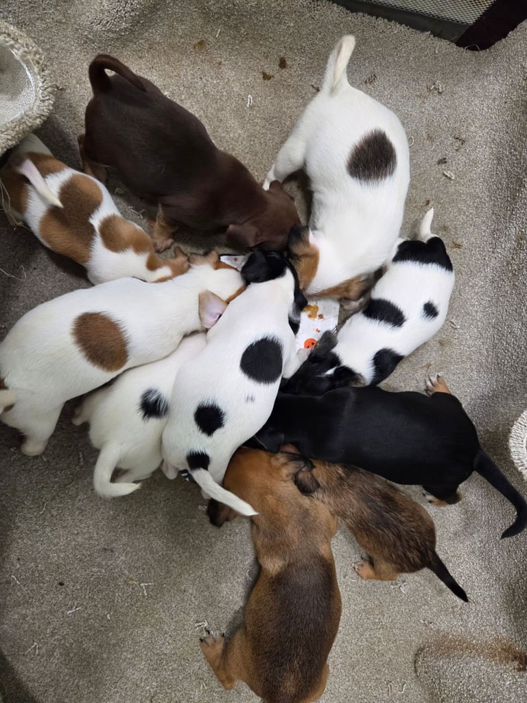 Jack russell pups 