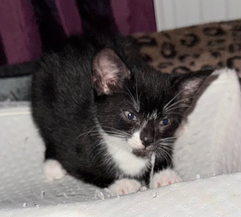 Lil Silky tuxedo kitten 